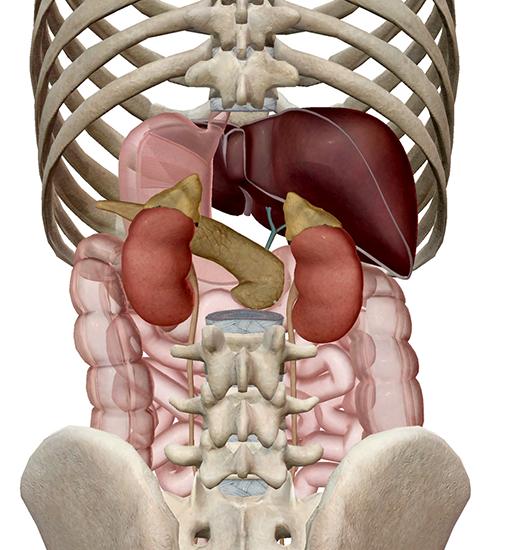 ORGAN HEALTH/DETOX