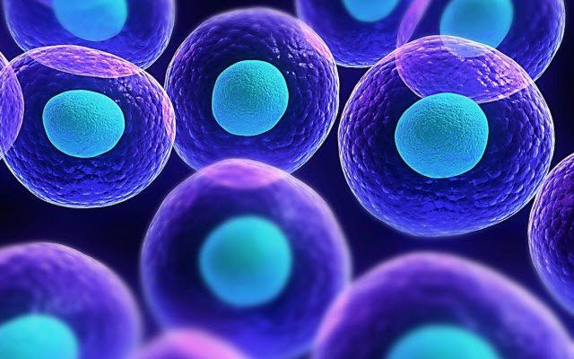 CELULAS MADRES / MOTHER CELLS