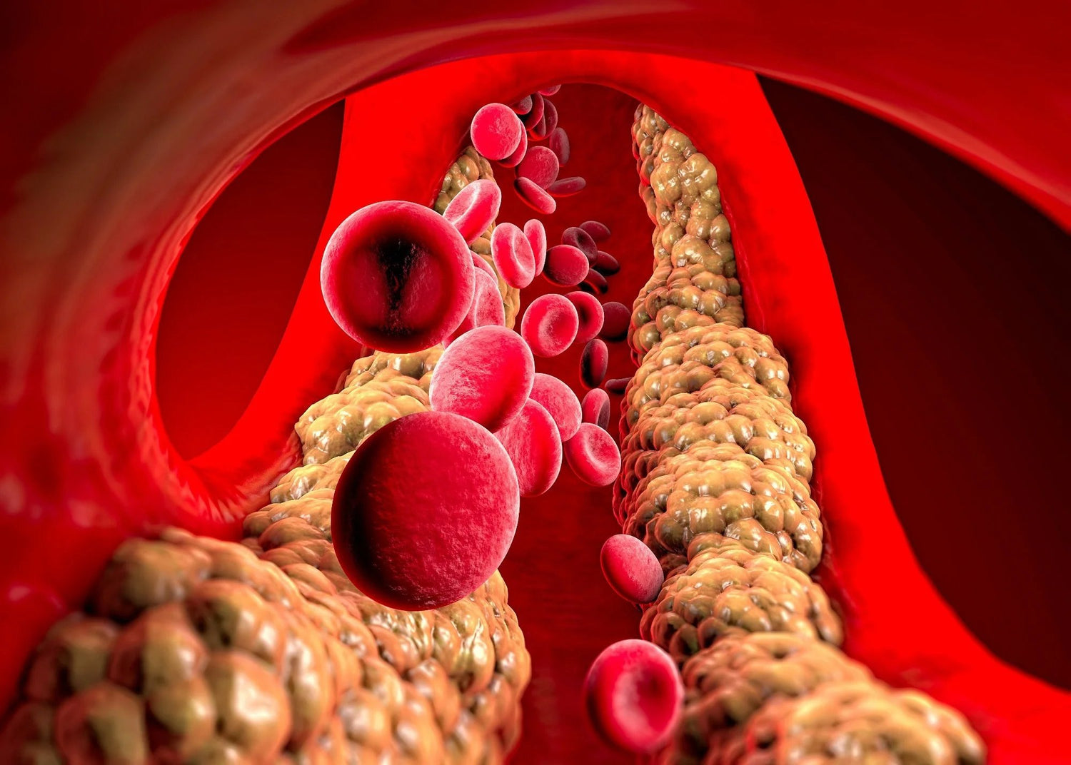 CIRCULATION & CHOLESTEROL