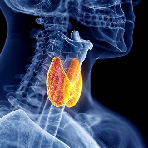 Thyroides